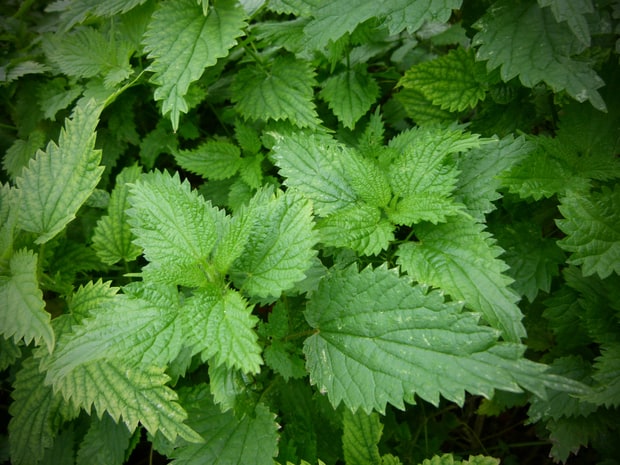 Two Burning Houses: A Natural History of Stinging Nettle - North Cascades  Institute